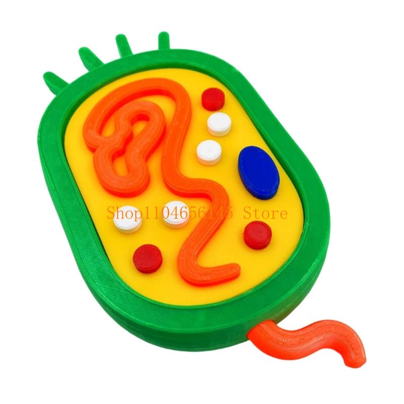 Medical Lab And Science - Anatomical Animal and Plant Cell Comparison