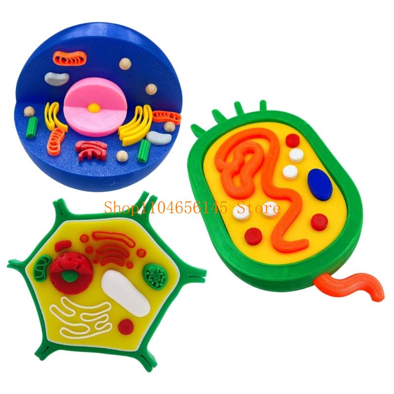 Anatomical Animal and Plant Ce - Medical Lab And Science 评论和价格