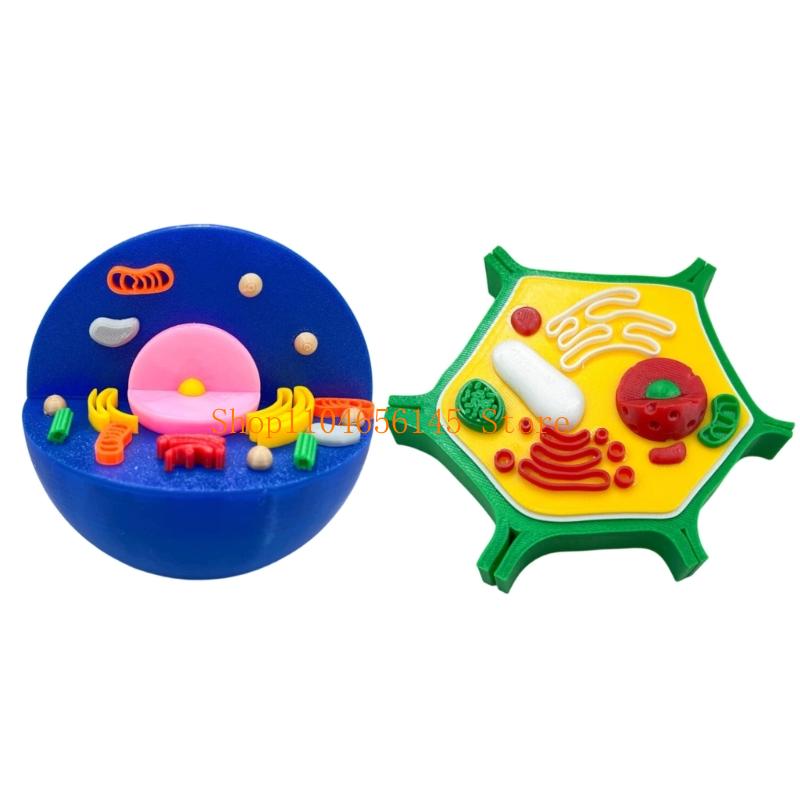 Anatomical Animal and Plant Ce - Medical Lab And Science 评论和价格